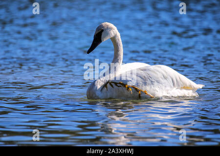 Trompeter Schwan (Cygnus buccinator) im Yellowstone National Park, Wyoming, USA Stockfoto