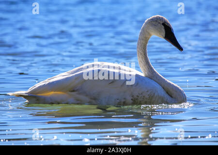 Trompeter Schwan (Cygnus buccinator) im Yellowstone National Park, Wyoming, USA Stockfoto