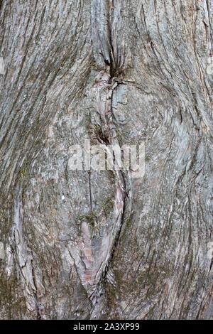 Metasequoia glyptostroboides - dawn Redwood Tree. Stockfoto