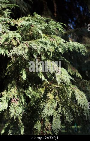 Chamaecyparis lawsoniana - Port Orford Zeder, aus der Nähe. Stockfoto