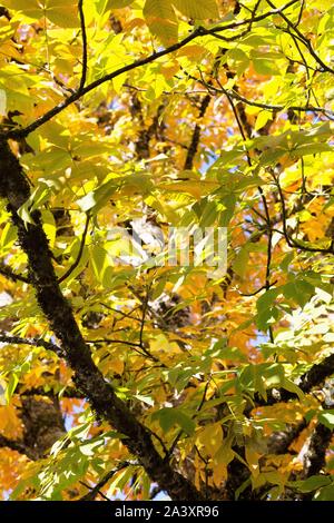 Aesculus flava - das gelbe Rosskastanie Baum. Stockfoto