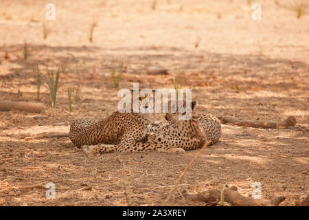 Ein paar junge geparden Pause im Schatten während der heißen Nachmittagssonne, Ruaha Nationalpark, Tansania Stockfoto