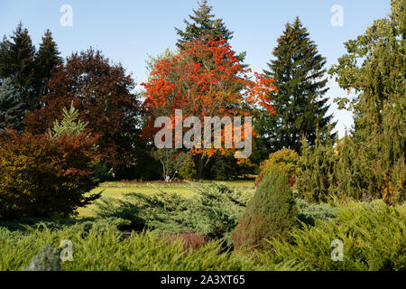 Schönen Herbsttag im City Park. Ahorn Baum mit goldenen Blätter unter grünen Bäumen, Stockfoto