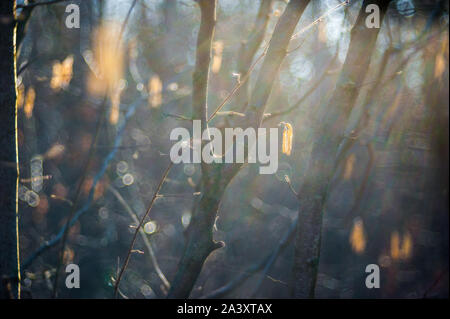 Birke Knospen auf den Zweig. Birke Knospen in der Sonne vor einem dunklen Hintergrund. Stockfoto