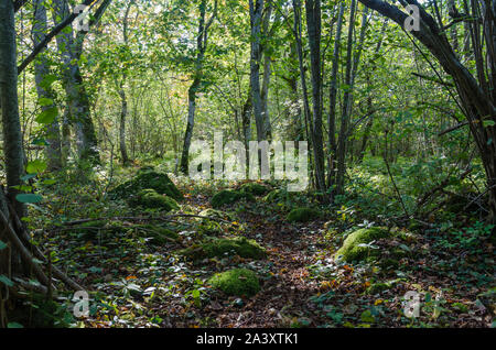 Moos bedeckt Steine in einem schönen, grünen Laubwald Stockfoto
