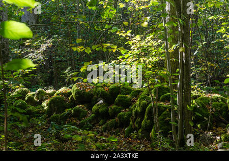 Schöne bemoosten alte Steinmauer in einem üppigen Laubwald Stockfoto