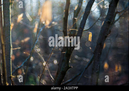 Birke Knospen auf den Zweig. Birke Knospen in der Sonne vor einem dunklen Hintergrund. Stockfoto