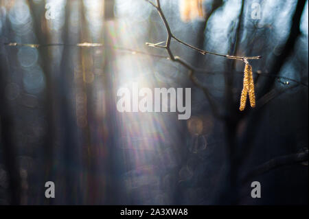 Birke Knospen auf den Zweig. Birke Knospen in der Sonne vor einem dunklen Hintergrund. Stockfoto