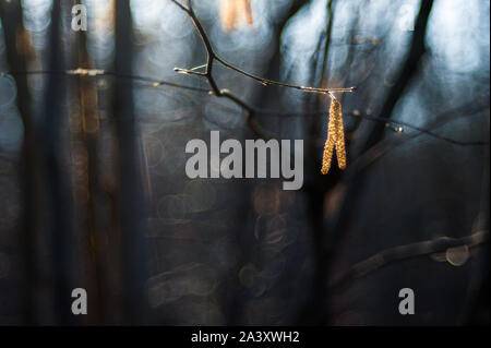 Birke Knospen auf den Zweig. Birke Knospen in der Sonne vor einem dunklen Hintergrund. Stockfoto