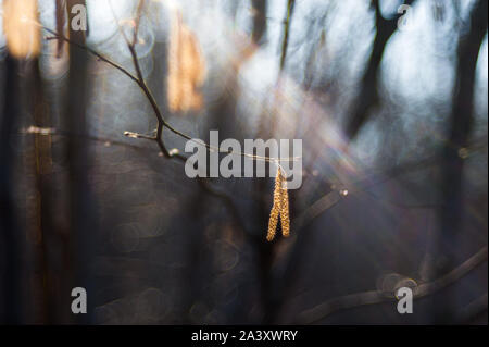 Birke Knospen auf den Zweig. Birke Knospen in der Sonne vor einem dunklen Hintergrund. Stockfoto