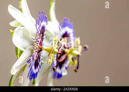 Blaue Passionsblume oder gemeinsamen Passionsblume (Passiflora caerulea), native nach Argentinien und Brasilien, auf grauem Hintergrund Stockfoto