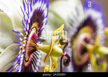 Blaue Passionsblume oder gemeinsamen Passionsblume (Passiflora caerulea), native nach Argentinien und Brasilien, im Hintergrund reflektiert Stockfoto