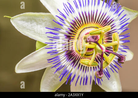 Blaue Passionsblume oder gemeinsamen Passionsblume (Passiflora caerulea), native nach Argentinien und Brasilien, auf grauem Hintergrund Stockfoto