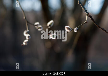 Goat Willow. Fragile willow blühen im Frühling. Willow Twigs mit jungen Blütenknospen. Salix caprea. Familie Salicaceae. Stockfoto