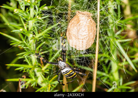 Farbe Tierwelt Foto von Wasp spider (Argiope Bruennichi) mit Ei sac. Stockfoto