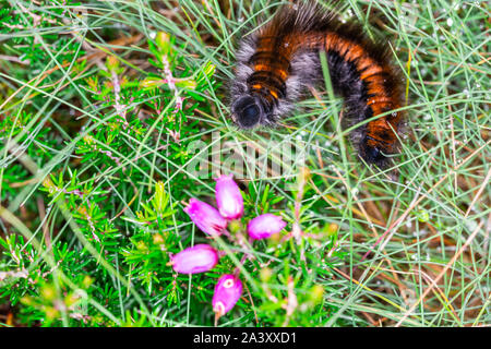 Farbfoto von Fox Moth (Macrothylacia Rubi) Caterpillar urticating Haaren bedeckt. Stockfoto