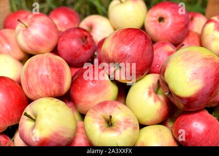 Eine große Ernte von frischen roten Äpfeln. Stockfoto