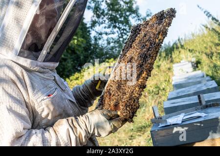 Imker mit seinen Honig FRAMES VOLLER BIENEN, ÜBERPRÜFUNG DER BRUT UND DIE KÖNIGIN, die Arbeit mit den Hives, Burgund, Frankreich Stockfoto