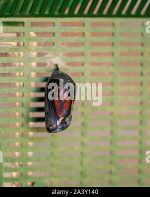 Monarch Butterfly, Danaus plexippus Chrysalis befestigt, um den Deckel eines Schmetterlings Käfig. Kansas, USA. Stockfoto