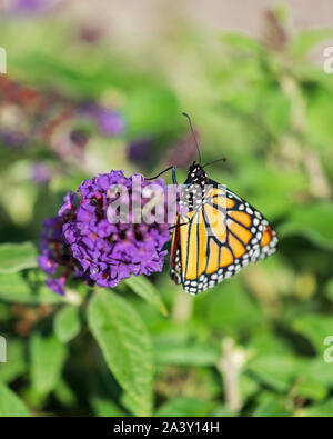 Neu entstandenen Monarch butterfly, ein Schmetterling Bush, Buddleja davidii, zu beenden ihre Flügel trocknen nach dem Aufgang. Kansas, USA. Stockfoto