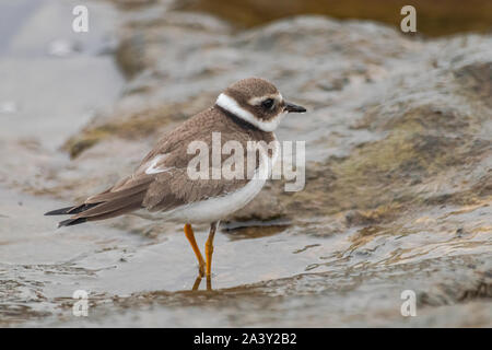 Flussregenpfeifer (Charadrius dubius), curonicus steht auf Felsen mit Blick auf das Meer Salz Wasser Stockfoto