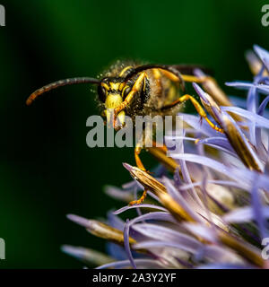 Eine Wespe nimmt eine verdiente Pause von der Bestäubung arbeiten in einem Englischen Garten Stockfoto