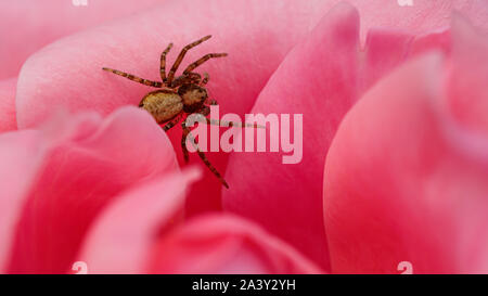 Eine kleine summende Spinne entsteht aus einem rosa Rosenkopf in einem Wohngarten, Sutton Coldfield, West Midlands, Großbritannien. Stockfoto