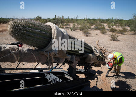 Arbeitnehmer bereiten ein Saguaro Kaktus im Organ Pipe National Monument Oktober 8, 2019 westlich von Lukeville, Arizona zu verlagern. Über 100 gefährdeten Kakteen, einschließlich 76 Saguaros, wurden verlegt, um Platz für das neue Grenzmauer Projekt entlang der US-mexikanischen Grenze zu machen. Stockfoto