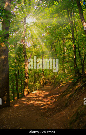 Die Sonnenstrahlen scheinen durch die Bäume in einem Wald über einen Pfad Stockfoto