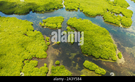 Luftaufnahme von Flüssen in tropischen Mangrovenwälder. Mangrove Landschaft, Siargao, Philippinen. Stockfoto