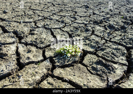 Risse in der Bodentrockenheit, Pflanzenwechsel Klimaauswirkungen Mangel an Wasserszene Globale Erwärmung Blumenpflanze in ausgetrocknetem Schlamm Stockfoto