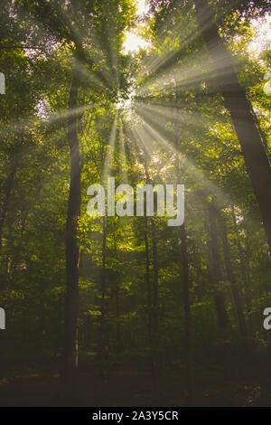 Nebligen Wald mit die Morgensonne scheint durch die Bäume. matt Stil Stockfoto