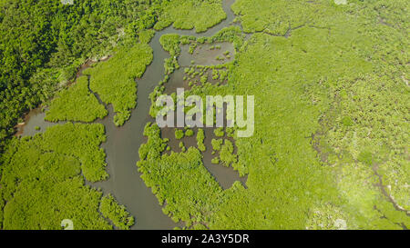 Mangrove Regenwald mit grünen Bäumen im Meer Wasser, Luftbild. Tropische Landschaft mit Mangroven Grove. Stockfoto