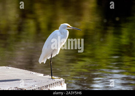 Snowy White Egret Salden auf einem Bein stehend auf industrielle Wasser Filter am Rande von Absetzbecken in Ventura. Stockfoto