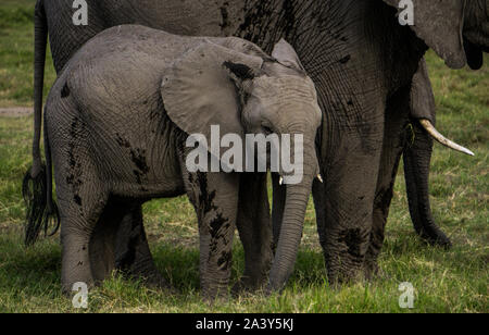 Baby Elefant mit seiner Mutter in Kenia Ambosseli Wildlife Park Stockfoto