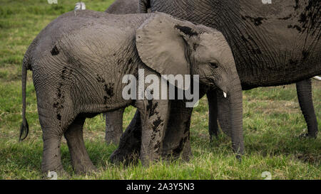 Baby Elefant mit seiner Mutter in Kenia Ambosseli Wildlife Park Stockfoto