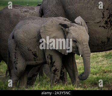 Baby Elefant mit seiner Mutter in Kenia Ambosseli Wildlife Park Stockfoto