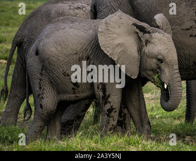 Baby Elefant mit seiner Mutter in Kenia Ambosseli Wildlife Park Stockfoto