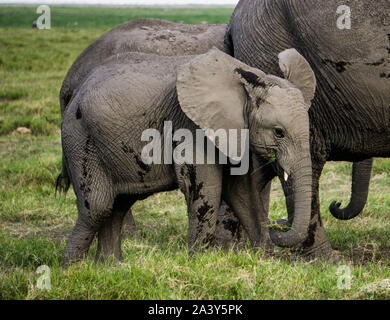 Baby Elefant mit seiner Mutter in Kenia Ambosseli Wildlife Park Stockfoto