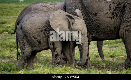 Baby Elefant mit seiner Mutter in Kenia Ambosseli Wildlife Park Stockfoto