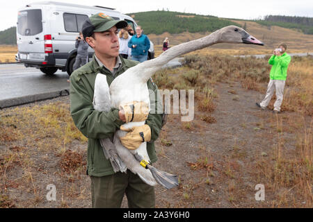 Trumpeter Swan cygnets werden von Förstern und Biologen des Yellowstone National Park September 10, 2019 in Yellowstone, Wyoming freigegeben. Der National Park Service hat einen laufenden Anstrengungen zum Schutz der gefährdeten Schwäne erholen in Yellowstone. Stockfoto