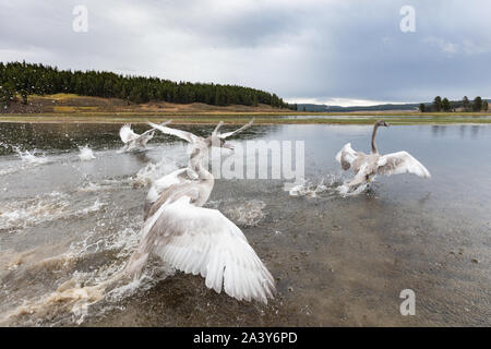 Trumpeter Swan cygnets werden von Förstern und Biologen des Yellowstone National Park September 10, 2019 in Yellowstone, Wyoming freigegeben. Der National Park Service hat einen laufenden Anstrengungen zum Schutz der gefährdeten Schwäne erholen in Yellowstone. Stockfoto