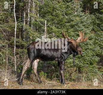 Schönen männlichen Elch mit Geweih in Southeast Alaska im Herbst am Rande eines Waldes. Stockfoto