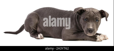 Cute Puppy staffbull liegend mit blauen Augen auf weißem Hintergrund Stockfoto