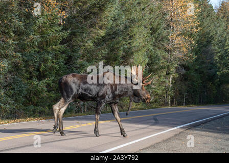 Große männliche Elch mit Geweih Überqueren der Autobahn im Herbst in Southeast Alaska mit Bremsspuren auf dem Bürgersteig. Stockfoto