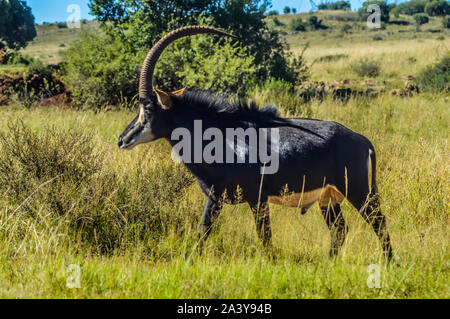 Closeup Portrait einer niedlichen und majestätischen Rappenantilopen in Johannesburg Südafrika naturereserve Stockfoto