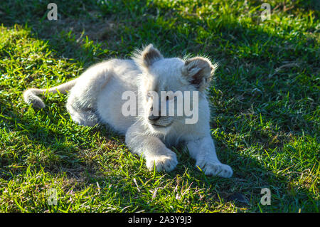 Cute African White Lion Cubs in Rhino und Lion Nature Reserve Stockfoto