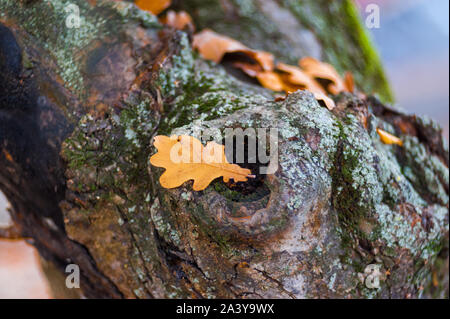 Gelbe Eichenlaub liegt auf dem Baum. Hallo Oktober Schriftzug Karte. Herbst Blatt Eiche liegen auf alter Baumstumpf. Holz Textur, aus der Nähe. Die Jahreszeit der Herbst Stockfoto