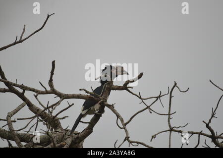 Isolierte Trompeter hornbill thront auf einem Baum in Umkhuze game reserve Südafrika Stockfoto