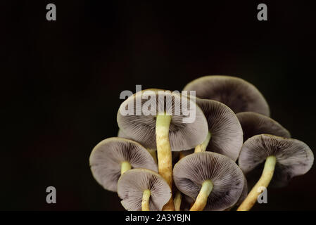 Eine Gruppe von Braun frische kleine Pilze mit Lamellen vor dunklen Herbst Hintergrund Stockfoto